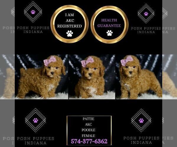 Medium Photo #84 Poodle (Miniature) Puppy For Sale in WARSAW, IN, USA