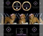 Small Photo #84 Poodle (Miniature) Puppy For Sale in WARSAW, IN, USA