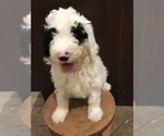 Small Photo #1 Sheepadoodle Puppy For Sale in WASHINGTON, IA, USA