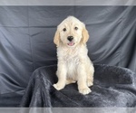 Small #8 Goldendoodle