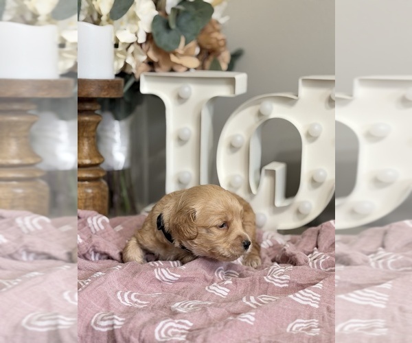Medium Photo #4 Goldendoodle (Miniature) Puppy For Sale in NOBLESVILLE, IN, USA