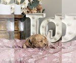 Small #3 Goldendoodle (Miniature)