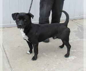 Dachshund-Unknown Mix Dogs for adoption in Louisville, KY, USA