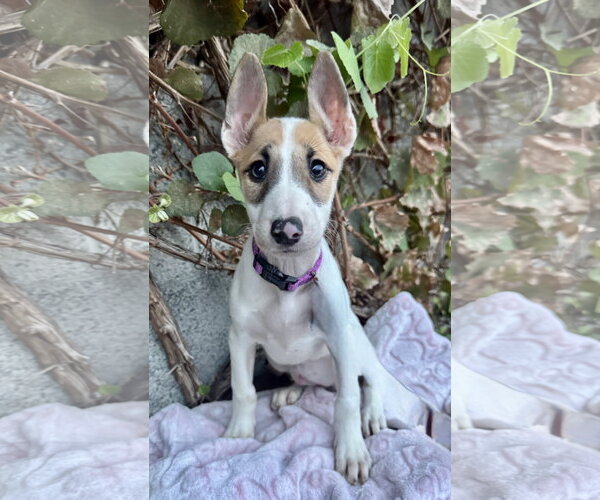 Medium Photo #2 Bull Terrier Puppy For Sale in Marina Del Rey, CA, USA