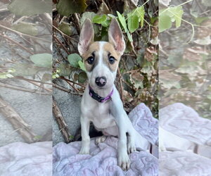 Florence - Female Bull Terrier Dog for Adoption - Photo #2