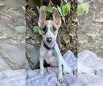 Small Photo #2 Bull Terrier Puppy For Sale in Marina Del Rey, CA, USA