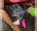 Small #2 German Shepherd Dog Mix