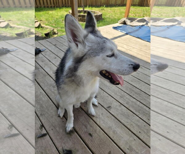 Medium Photo #10 Siberian Husky-Unknown Mix Puppy For Sale in Columbus, IN, USA