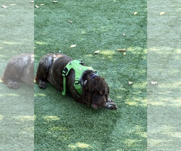 Medium Photo #4 Brittany Puppy For Sale in Curwensville, PA, USA