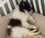 Small #6 Pomeranian
