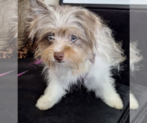 Medium Photo #1 Pomeranian-Unknown Mix Puppy For Sale in Mundelein, IL, USA