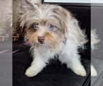 Small Pomeranian Mix