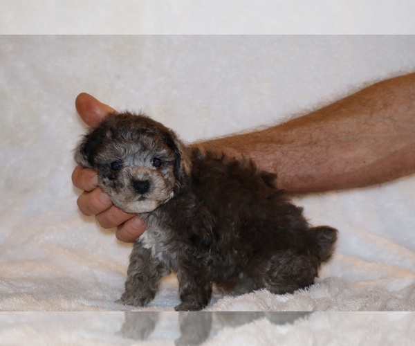 Medium Photo #6 Poodle (Toy) Puppy For Sale in DYERSBURG, TN, USA