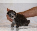 Small #5 Poodle (Toy)
