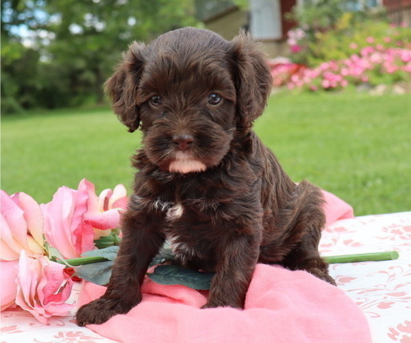 Medium Photo #9 Cavapoo Puppy For Sale in THORP, WI, USA