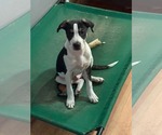 Small #4 Mutt