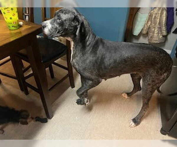 Medium Photo #6 Great Dane Puppy For Sale in Buffalo, MN, USA