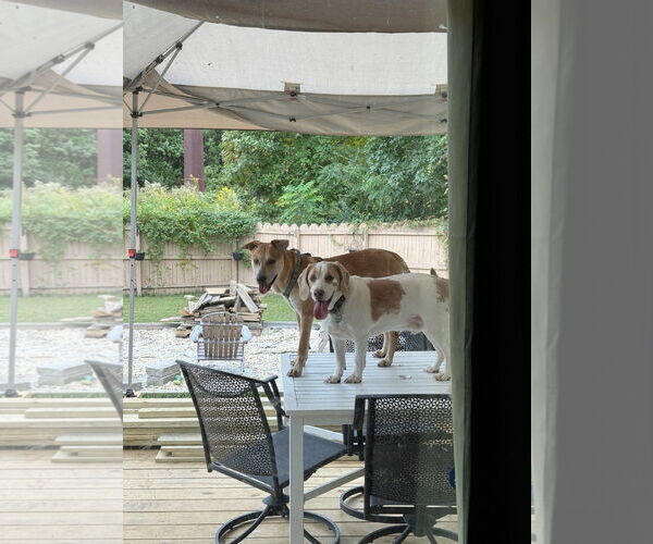 Medium Photo #10 Retriever -Unknown Mix Puppy For Sale in Virginia Beach, VA, USA