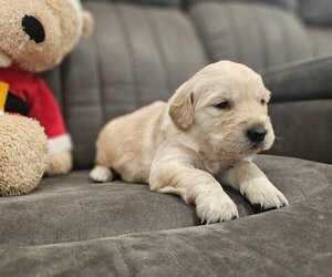 English Cream Golden Retriever Puppy for sale in SACRAMENTO, CA, USA