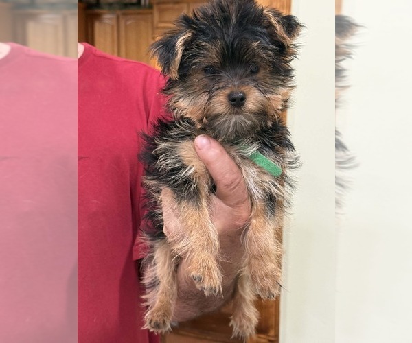 Medium Photo #8 Yorkshire Terrier Puppy For Sale in LEWISBURG, KY, USA