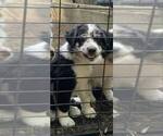 Small #1 Border-Aussie