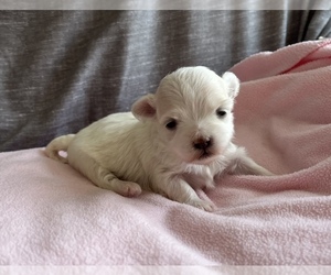 Maltese Puppy for Sale in WESTFIELD, Indiana USA