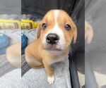 Small #3 Labrador Retriever Mix