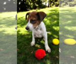 Small #18 Basenji-Rat Terrier Mix