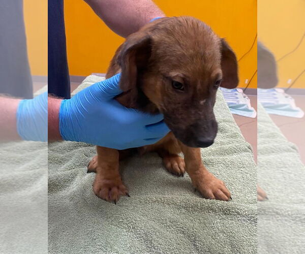 Medium Photo #2 Mutt Puppy For Sale in Bryant, AR, USA