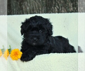 Poodle (Miniature)-Whoodle Mix Puppy for sale in GAP, PA, USA