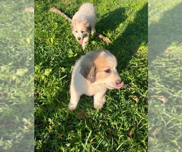 Medium Photo #11 Great Pyrenees Puppy For Sale in HOSCHTON, GA, USA