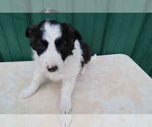 Border Collie Puppy for sale in GR, MI, USA