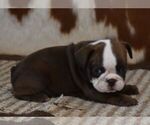 Small #4 English Bulldog