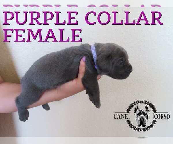 Medium Photo #6 Cane Corso Puppy For Sale in APPLE VALLEY, CA, USA