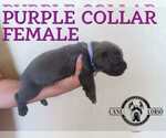 Small #5 Cane Corso