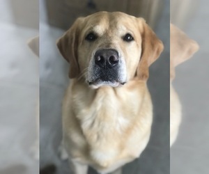 Father of the Golden Labrador puppies born on 06/27/2019