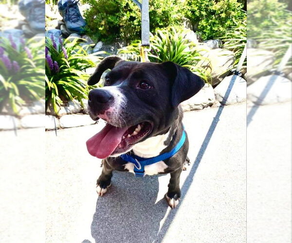 Medium Photo #10 American Pit Bull Terrier-Labrador Retriever Mix Puppy For Sale in Fairfax, VA, USA