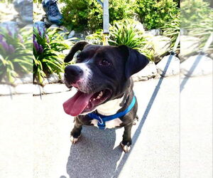 Cindy Lu *Adopt or Foster* - Female Labrador Retriever-Unknown Mix Dog for Adoption - Photo #10