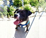 Small #9 American Pit Bull Terrier-Labrador Retriever Mix