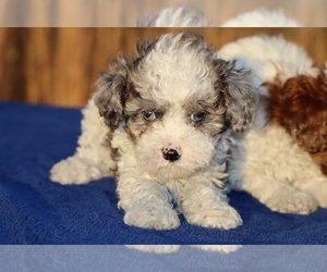 Poodle (Toy) Puppy for sale in DYERSBURG, TN, USA