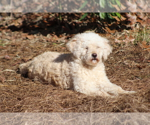 Mother of the Goldendoodle (Miniature) puppies born on 02/01/2023