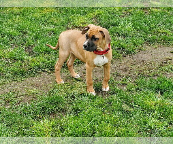 Medium Photo #3 Boxer-Greater Swiss Mountain Dog Mix Puppy For Sale in Stanwood, WA, USA