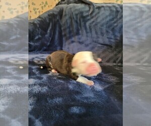 Medium Olde English Bulldogge