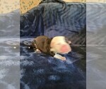 Puppy Green Olde English Bulldogge