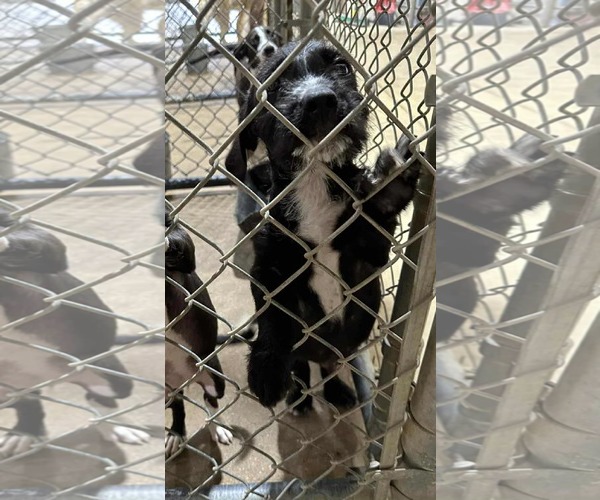 Medium Photo #14 American Staffordshire Terrier-Unknown Mix Puppy For Sale in Princeton, MN, USA