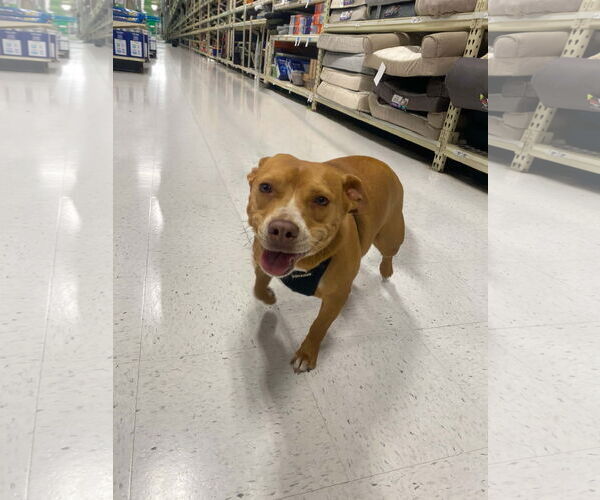 Medium Photo #4 Dachshund-Staffordshire Bull Terrier Mix Puppy For Sale in La Verne, CA, USA