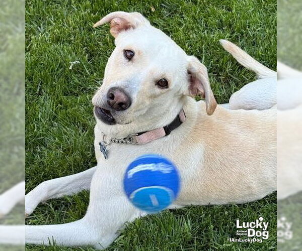 Medium Photo #7 Labrador Retriever-Unknown Mix Puppy For Sale in Washington, DC, USA