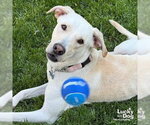 Small #6 Labrador Retriever Mix
