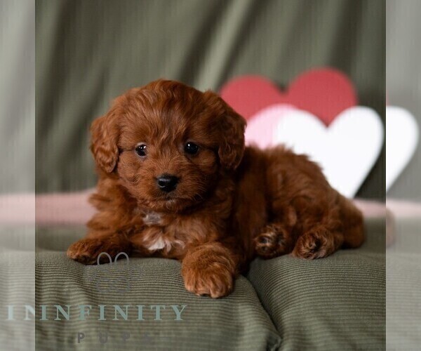 Medium Photo #5 Cavapoo (Miniature) Puppy For Sale in DORNSIFE, PA, USA