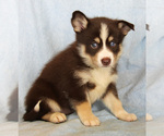 Small Photo #4 Pomsky Puppy For Sale in DENTON, TX, USA